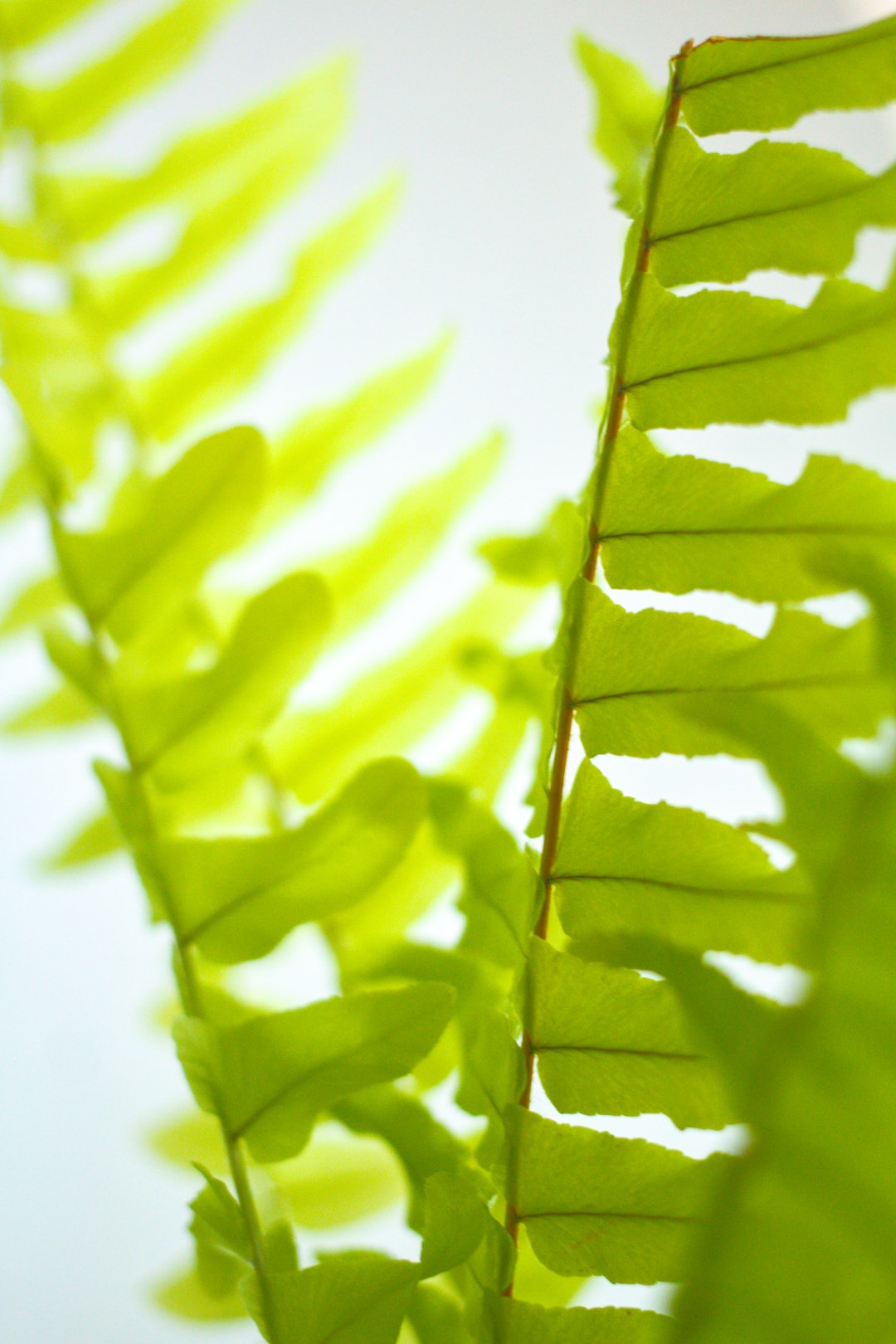 Pride Comes Before A Fall